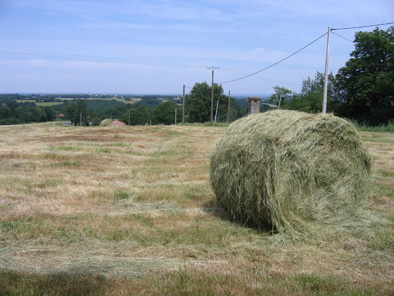 prairie naturelle