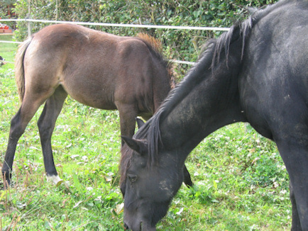 Dee du Rieutort et Orchid